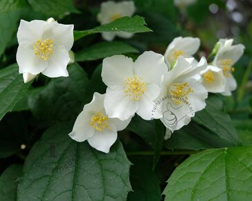 Philadelphus coronarius - XL