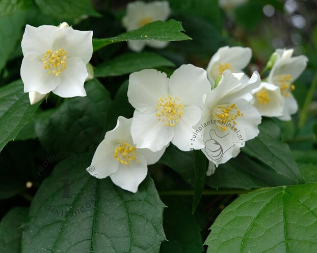 Philadelphus coronarius - XL