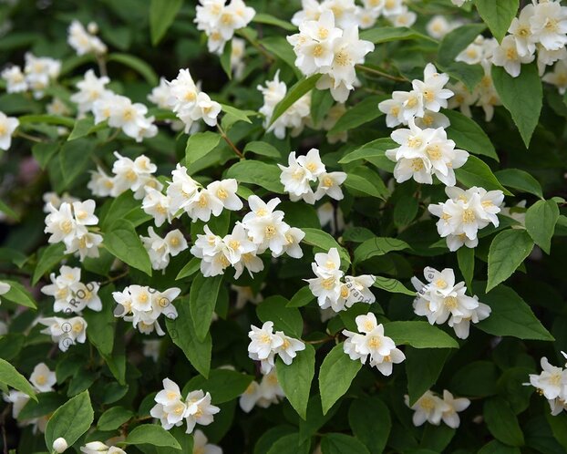 Philadelphus coronarius - XL