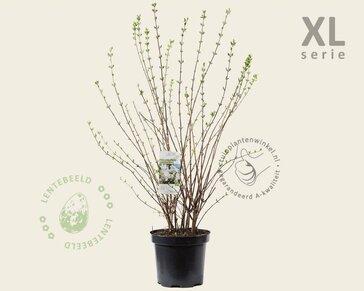 Philadelphus coronarius - XL