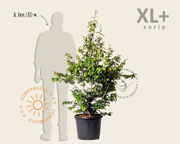 Parrotia persica 'Bella' - XL+