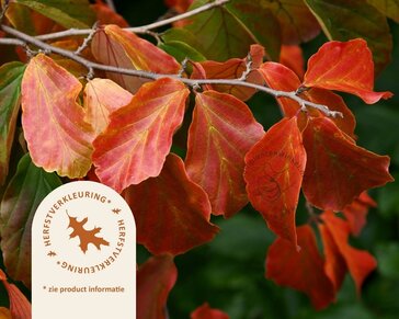 Parrotia persica 'Bella' - XL+
