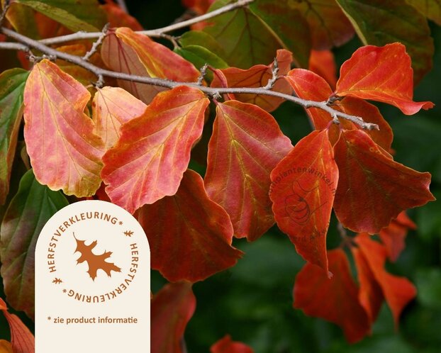Parrotia persica 'Bella' - XL+