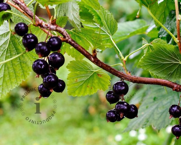 Ribes nigrum 'Titania' - XL