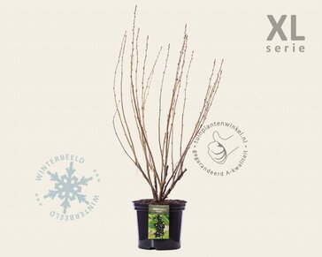 Ribes nigrum 'Titania' - XL