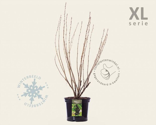 Ribes nigrum 'Titania' - XL