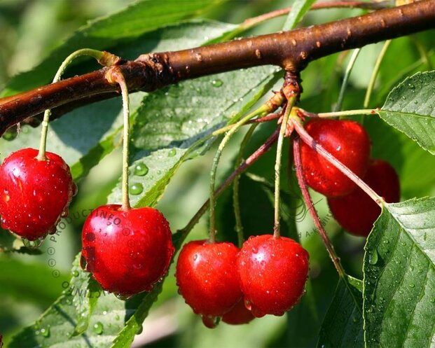 Prunus avium 'Van' - laagstam