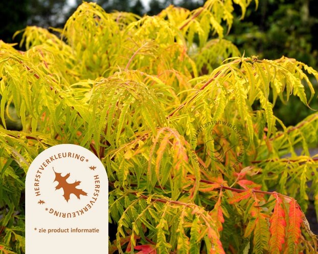 Rhus typhina 'Tiger Eyes' - XL