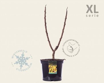 Rhus typhina 'Tiger Eyes' - XL