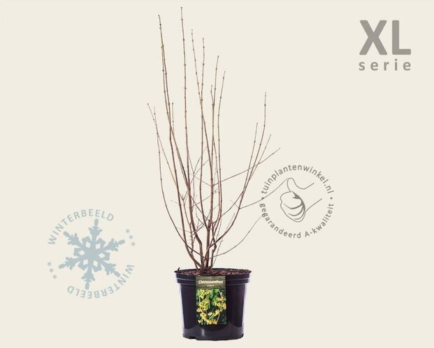 Chimonanthus praecox - XL