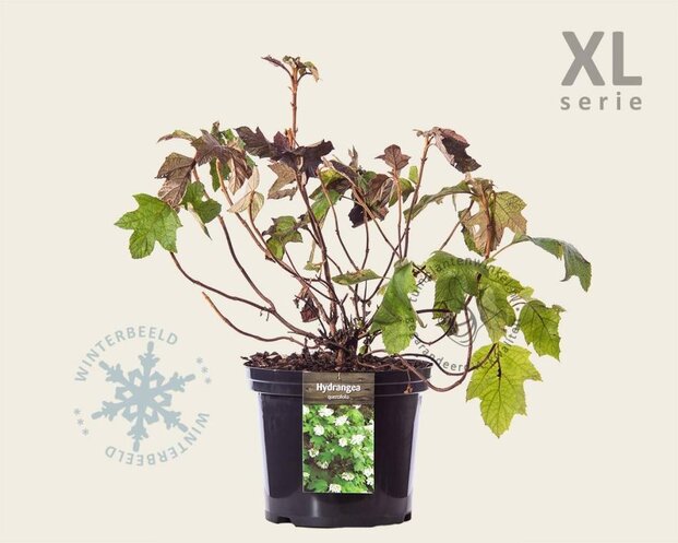 Hydrangea quercifolia - XL