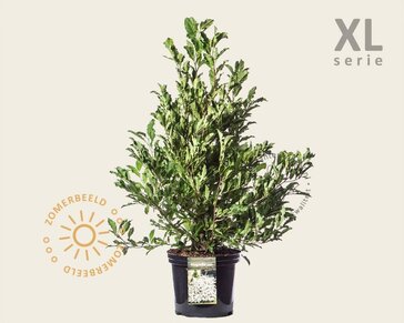 Magnolia stellata - XL