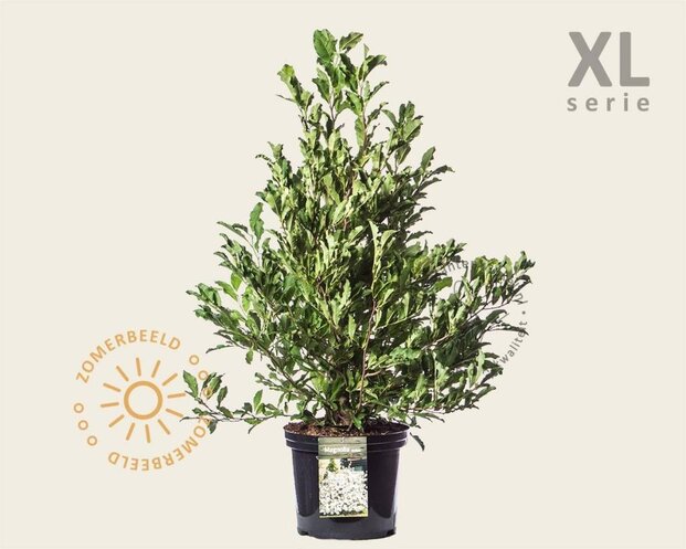 Magnolia stellata - XL