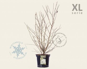 Magnolia stellata - XL