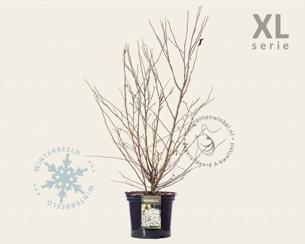Magnolia stellata - XL