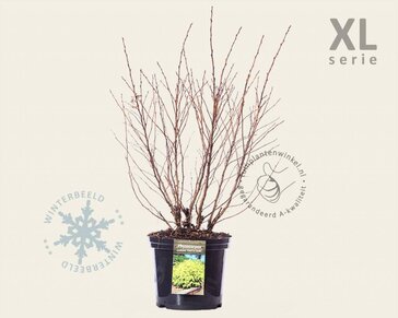 Physocarpus opulifolius 'Dart's Gold' - XL
