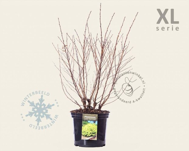 Physocarpus opulifolius 'Dart's Gold' - XL