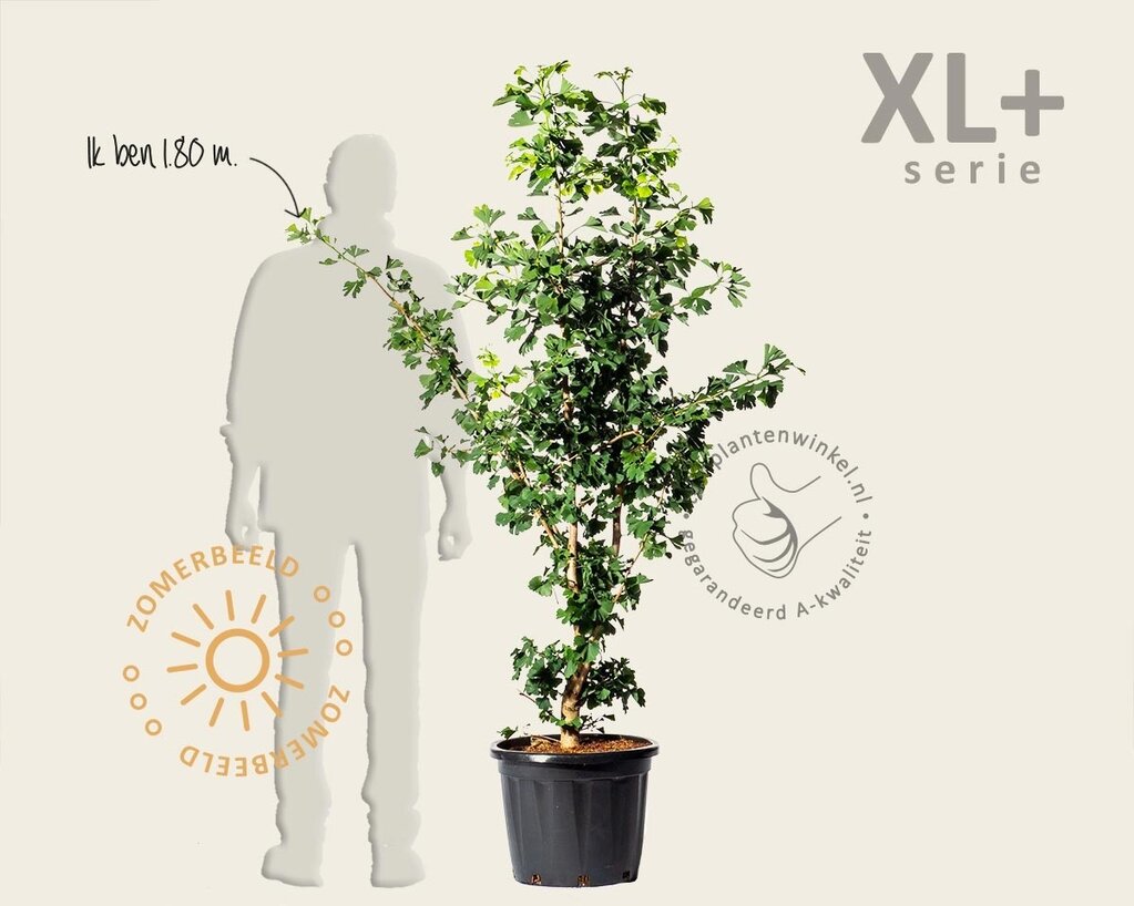 Ginkgo biloba - XL+