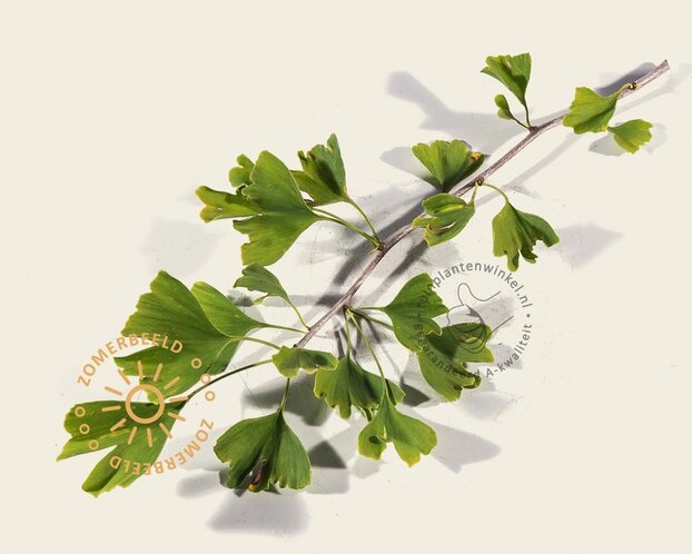 Ginkgo biloba - XL+