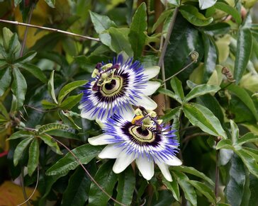 Passiflora caerulea - XL