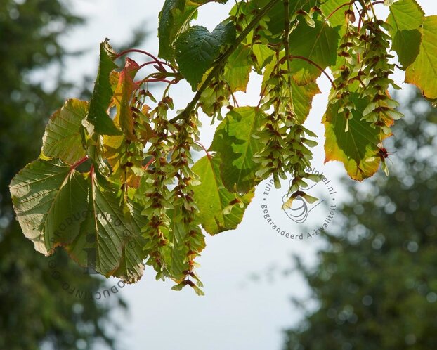 Acer davidii - XL