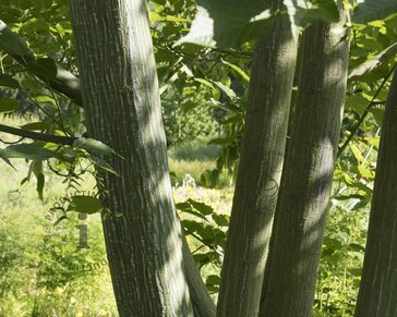 Acer davidii - XL