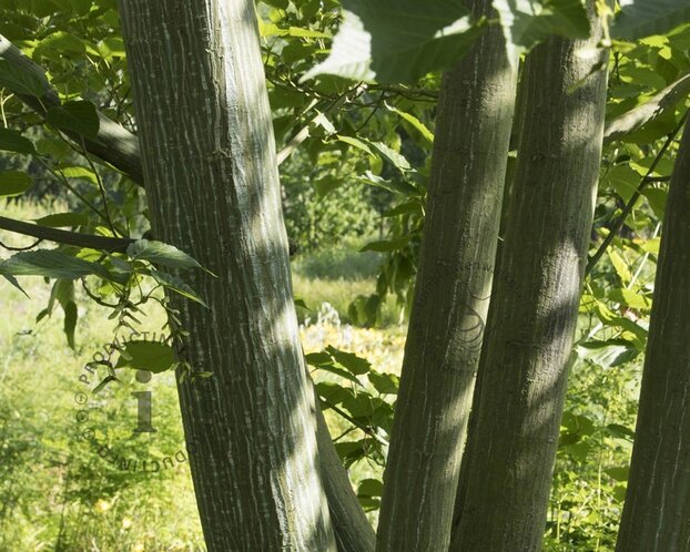 Acer davidii - XL