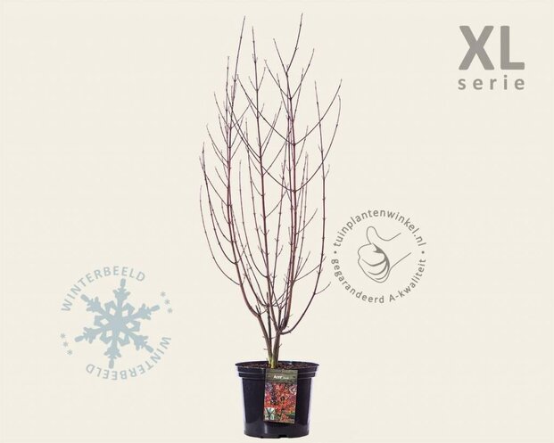 Acer davidii - XL