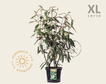 Viburnum rhytidophyllum - XL