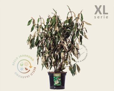 Viburnum rhytidophyllum - XL