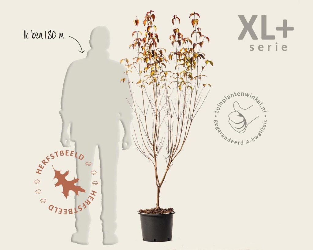 Cornus kousa 'Milky Way' - XL+