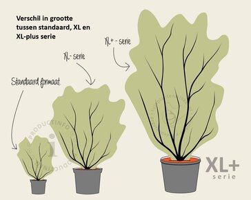 Viburnum opulus 'Roseum' - XL+