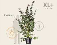 Corylus avellana 'Rode Zellernoot' - XL+