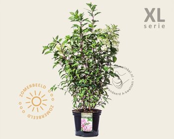 Hydrangea paniculata 'Vanille Fraise' - XL