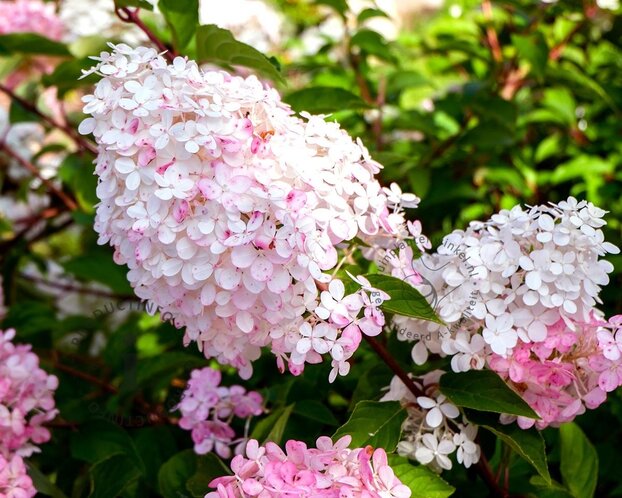 Hydrangea paniculata 'Vanille Fraise' - XL