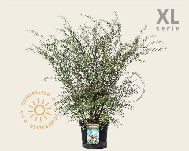 Spiraea cinerea 'Grefsheim' - XL
