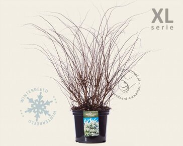 Spiraea cinerea 'Grefsheim' - XL