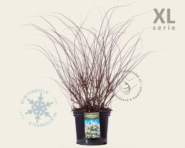 Spiraea cinerea 'Grefsheim' - XL