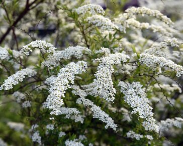 Spiraea cinerea 'Grefsheim' - XL
