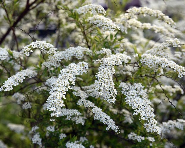 Spiraea cinerea 'Grefsheim' - XL