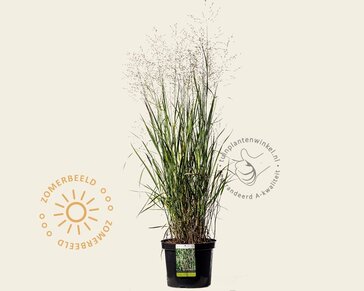 Panicum virgatum 'Heavy Metal' - XL