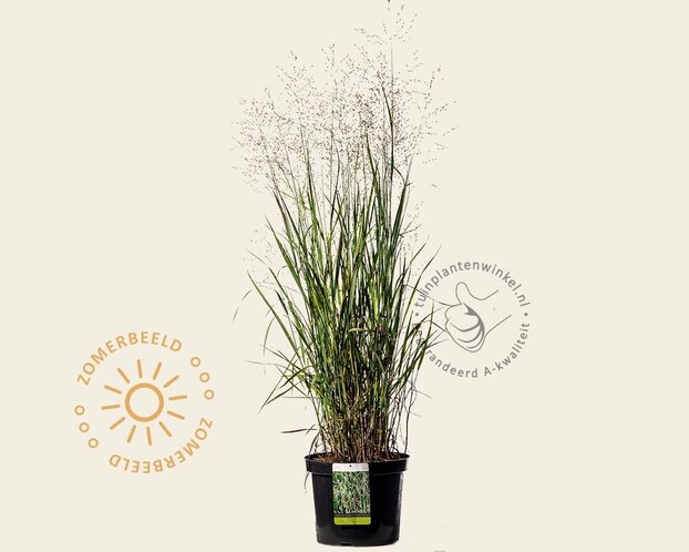 Panicum virgatum 'Heavy Metal' - XL