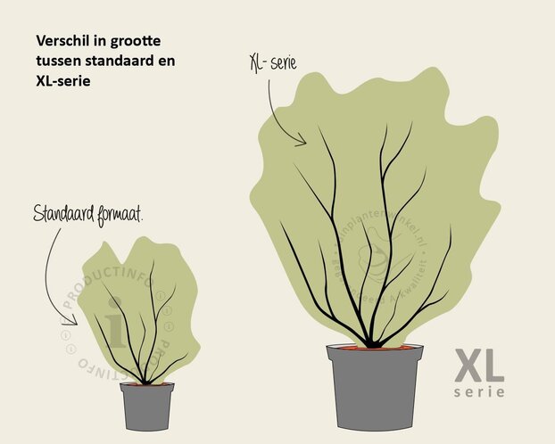 Panicum virgatum 'Heavy Metal' - XL
