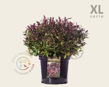 Leucothoe 'Zeblid' - XL