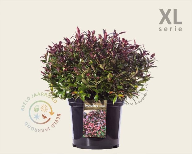 Leucothoe 'Zeblid' - XL