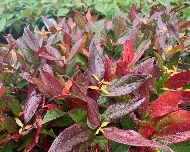 Leucothoe 'Zeblid' - XL