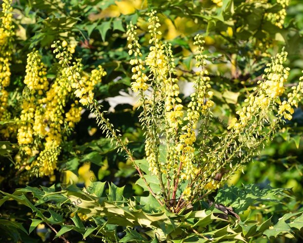 Mahonia media 'Winter Sun' - XL