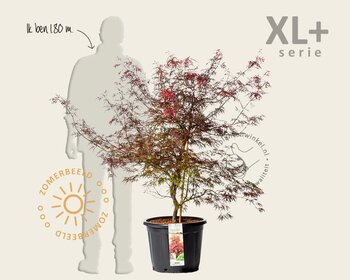 Acer palmatum 'Garnet' - XL+