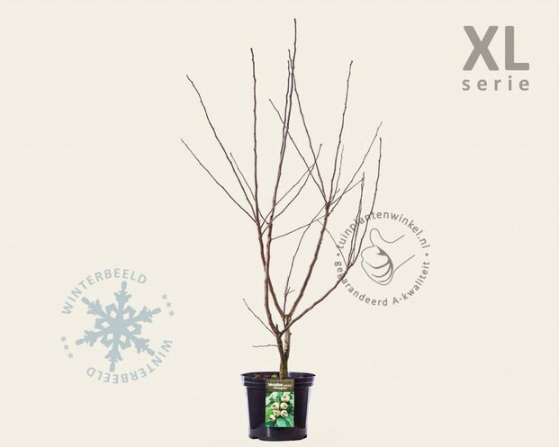 Mespilus germanica 'Nottingham' - XL