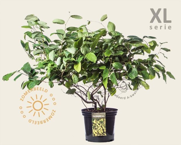 Corylopsis spicata - XL